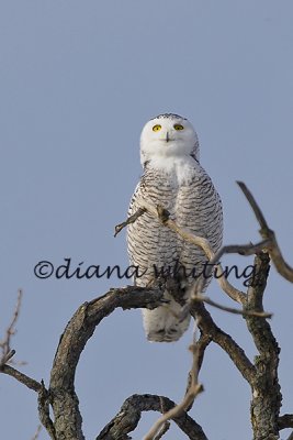 Snowy Owl Getting Perspective on Prey