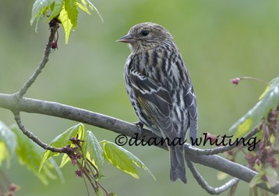 Pine Siskin 2