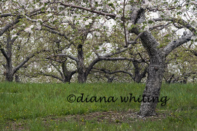 Apple Blossoms 5
