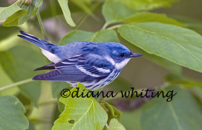 Cerulean Warbler