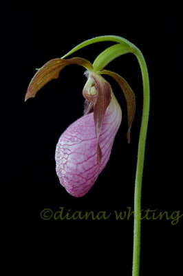 Pink Lady Slipper