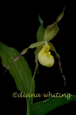 Yellow Lady Slipper