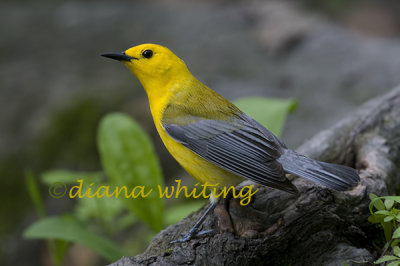 Prothonotary Warbler 2
