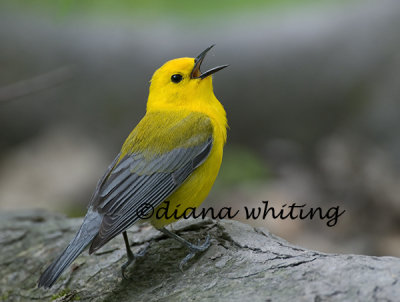 Prontontary Warbler Singing