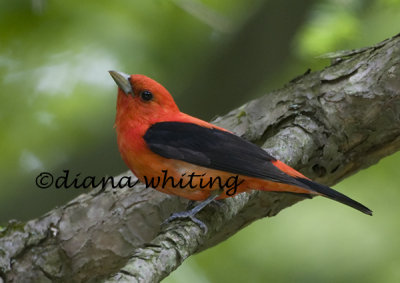 Scarlett Tanager  2