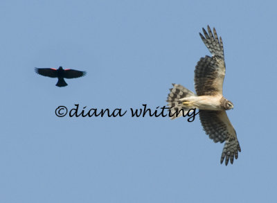 Northern Harrier Being Chased by Red Wing Blackbird