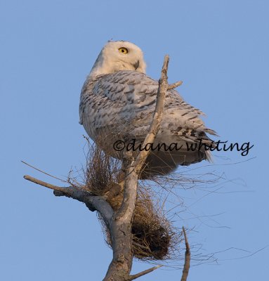 Snowy Owl on Hunting Perch in Evening Light