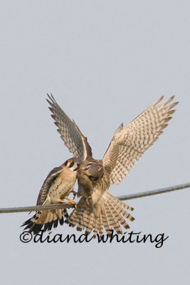  American Kestrels Exchanging Food