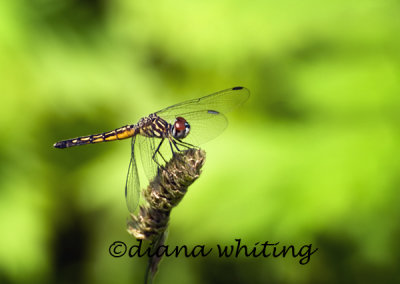 Female Blue Dahser Dragonfly
