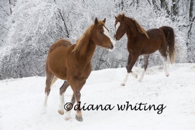 Horses Against Hoar Frost