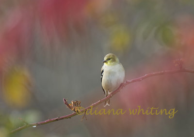 Goldfinch in Fall Color