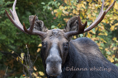 Male Moose Fall