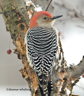 Red-bellied Woodpecker