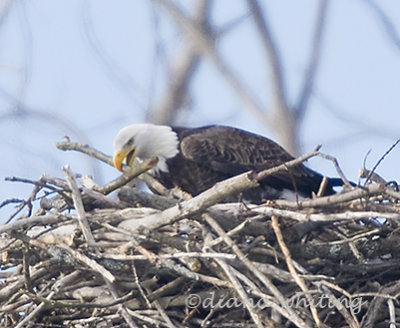 Eagle Adding to Nest