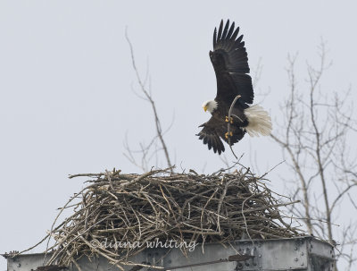 Eagle  Building Nest