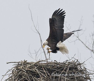 Eagle Adding to Nest 3