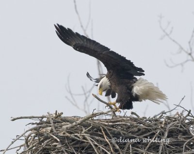Eagle Adding to Nest 4