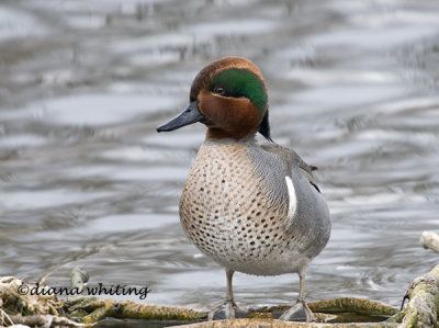 Green Winged Teal 4