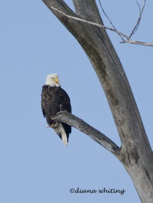 Eagle on Tree
