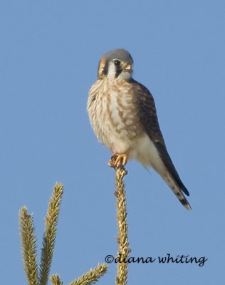 American  Kestrel female