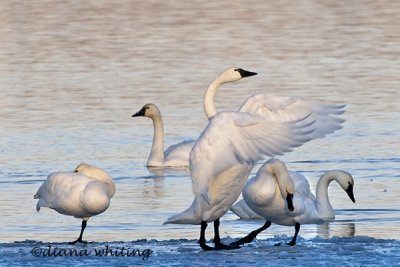 Tundra Swans