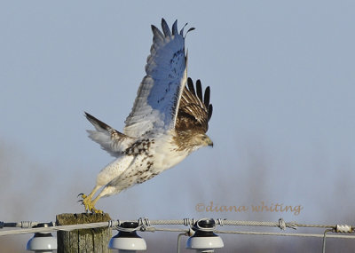 Red- tailed Hawk Take Off 2