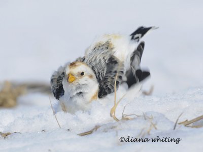 Snow Bunting Preening