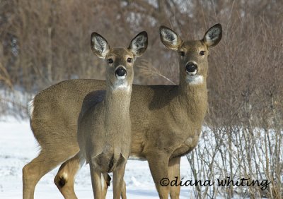 Female Deer Winter