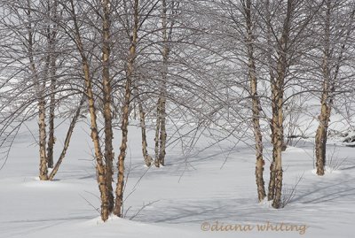 River Birch 2