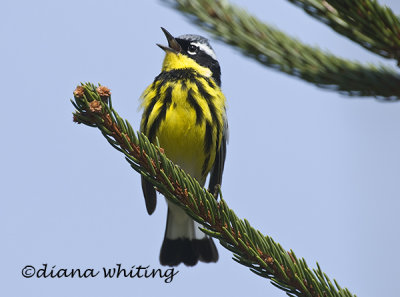 Magnolia Warbler