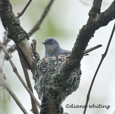 Blue Gray Gnatcatcher