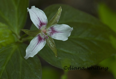 Painted Trillium 2