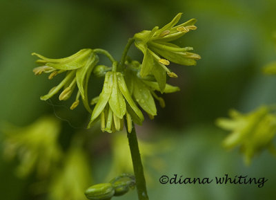  Yellow Clintonia