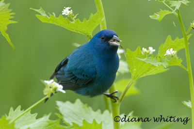 Indigo Bunting