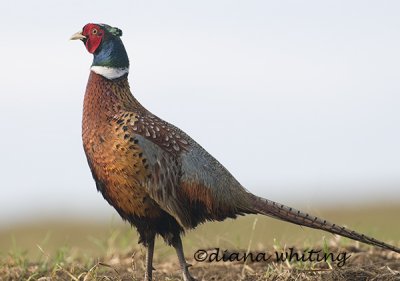 Ring necked Pheasant