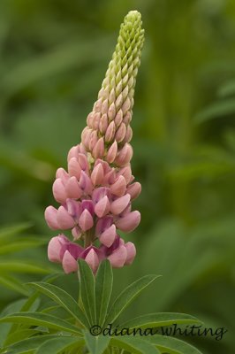 Lupine