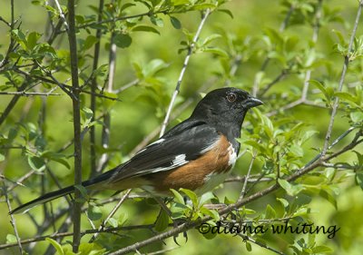 Eastern Towhee