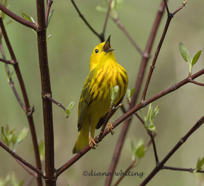 Yellow Warbler Warbling 2