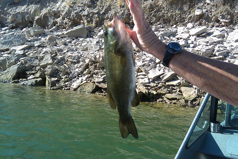 Bass2_9.19.10.jpg