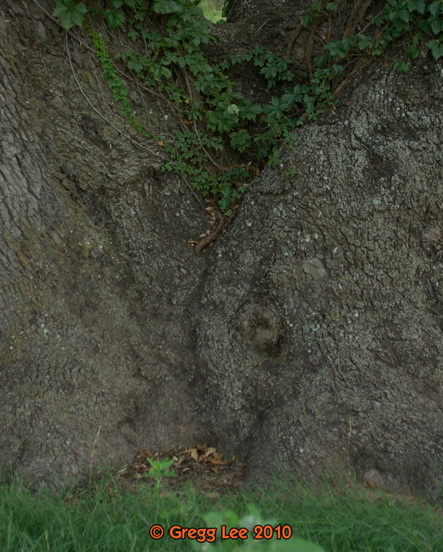 Texas Live Oak (quercus fusimormis)