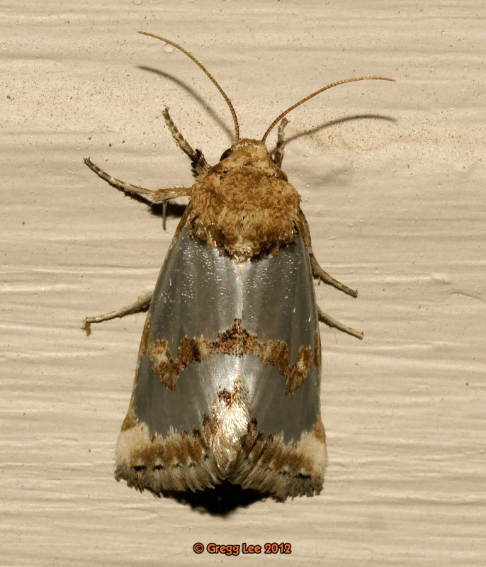 Fur-trimmed Aluminum Moth