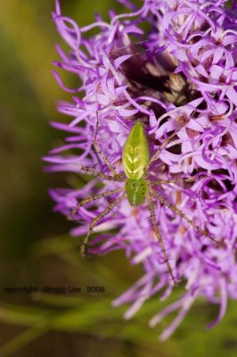 Green Spider on Gayfeather