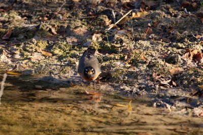 American Robin