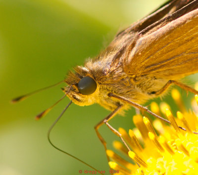 Skipper (species to be determined) on cowpen daisy