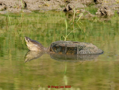 Common Shapping Turtle