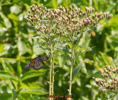 Monarch on Ironweed Aug 3