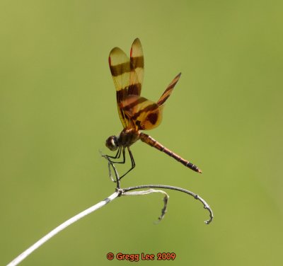 dragonfly tbd.