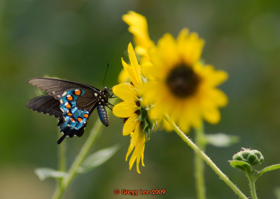 pipevine swallowtail on common sunflower