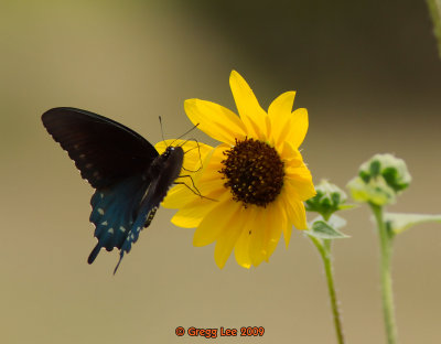 pipevine swallowtail on common sunflower