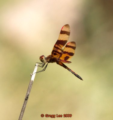 dragonfly tbd